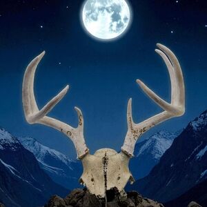 Weathered Partial Deer Skull 8 Point Antler Wall Art